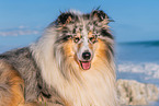 male Collie