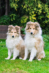 young Collies