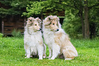 young Collies