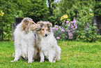 young Collies