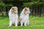 young Collies