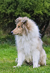 young Collie