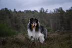 male Collie