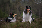 male Collies