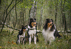 male Collies