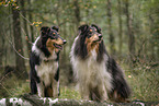 male Collies