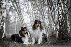 male Collies