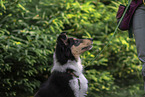 young male Collie
