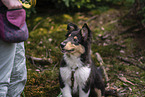 young male Collie