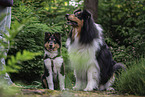 male Collies
