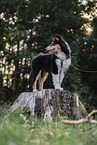 young male Collie