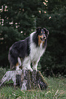 male Collie