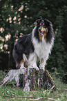 male Collie