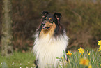 Collie