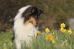Collie