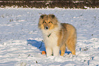 Collie