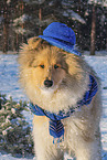 Collie