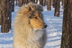 Collie