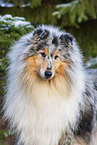 Collie