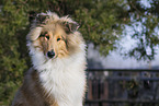 Collie