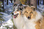 Collies