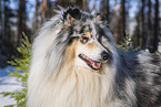 Collie