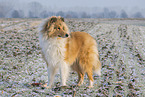 Collie