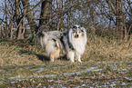 Collie