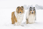 Collies