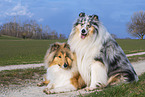 Collies