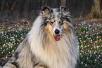 Collie