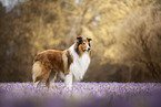 Collie