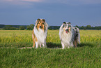 Collies