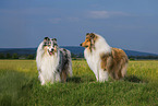 Collies