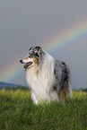 Collie