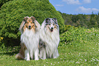 Collies