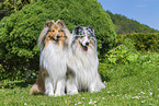 Collies