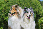 Collies