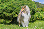 Collie