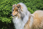 Collie