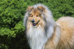 Collie
