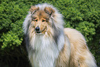 Collie