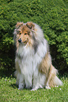Collie