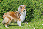 Collie