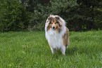 Collie