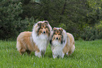 Collies