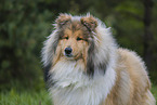 Collie