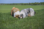 Collies
