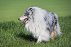Collie