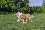 Collie